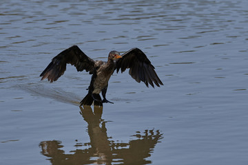 Long-tailed Cormorant (Microcarbo africanus)