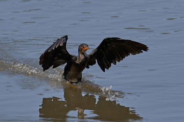 Long-tailed Cormorant (Microcarbo africanus)