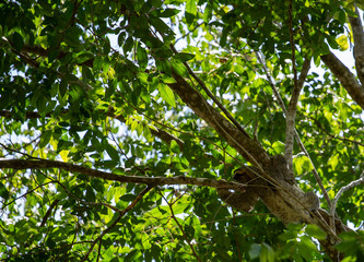 Sloth hanging from tree