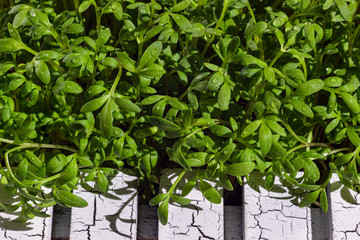 Young cress salad microgreen sprouts with water drops macro closeup. Lepidium sativum, edible herb.