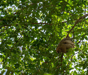Sloth hanging from tree