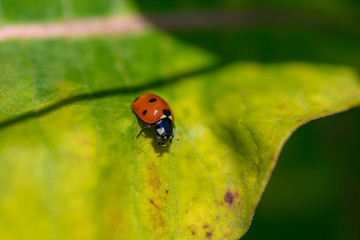 seven-spotted ladybug, native to North America