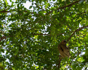 Sloth hanging from tree