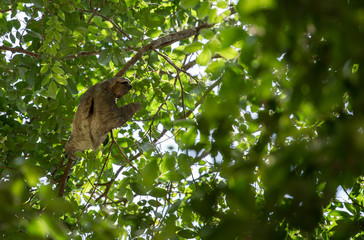 Obraz premium Sloth hanging from tree