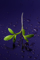 Single sprout of cress salad with water drops macro close up. 