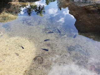peixe, água cristalina, natureza, praia, salgada