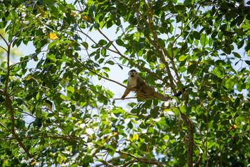 Squirrel monkey resting on tree branch