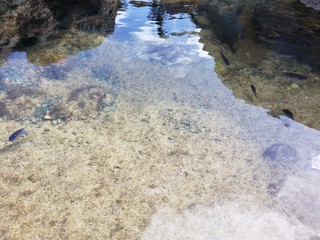 peixe, água cristalina, natureza, praia, salgada