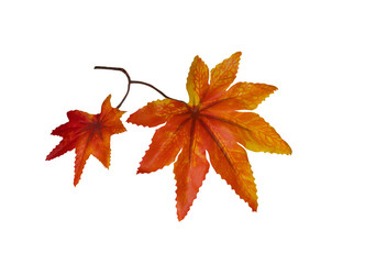 autumn maple leaf.