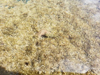 peixe, água cristalina, natureza, praia, salgada