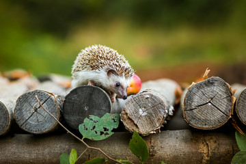 Hedgehog climbing over a log