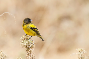 Ethiopian Siskin or Black-headed Siskin, an endemic bird in the Bale Mountains in Ethiopia with copy space
