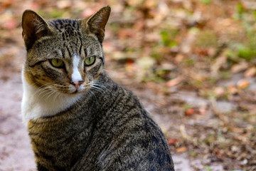 Male Grey Tabby Cat listening to the city noise outside