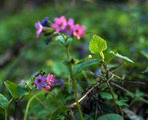 Charming spring landscape with a leaf of a young bush next to the flowers of Pulmonaria (Lungwort)  in the forest.
