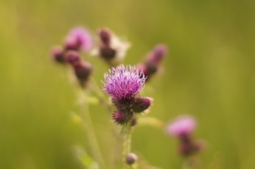 purple thistle flower