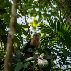 Capuchin monkey gazing upward