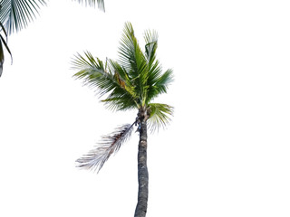 Coconut trees on the beach are being blown up by summer storms..isolated with cliping path.