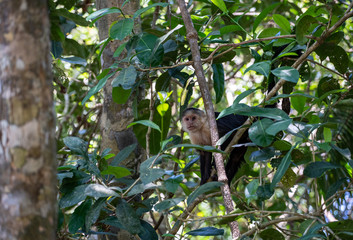 Capuchin monkey peeking