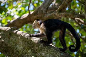 Capuchin monkey climbing