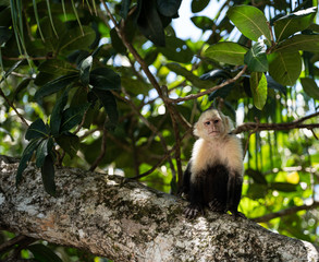 Capuchin monkey sitting, facing