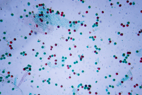 Microscopic image of rape pollen vega