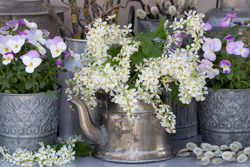 vintage Frühlingsdekoration mit gewöhnlicher Traubenkirsche und Hornveilchen