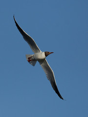 Black-headed gull (Chroicocephalus ridibundus)
