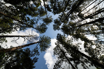 Trees in costa rica, looking up