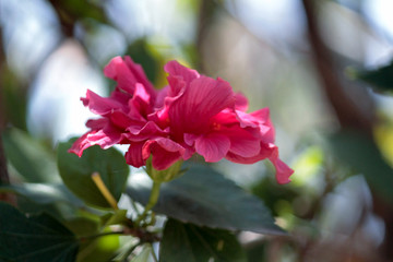 Fototapeta premium Pink flower close up. Photography. Romantic background.