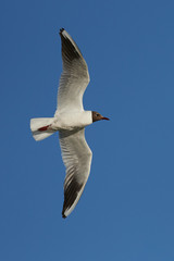 Black-headed gull (Chroicocephalus ridibundus)