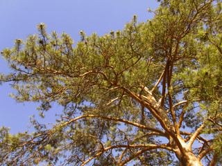 Pine tree against a clear blue sky on a sunny day. Low viewing angle. The conifer is lit by sunlight. Warm sunny day in a pine forest.