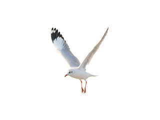seagull in flight isolated on white with clipping path.