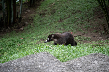 White-nosed coati, costa rica