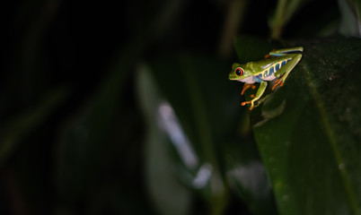 red-eyed tree frog sitting on leaf at night, side profile