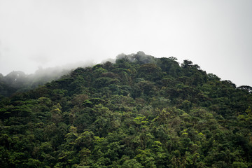 Cloud forest hill covered in cloud