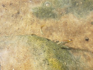 água cristalina, peixe, peixinho, natureza, areia, mar, praia,