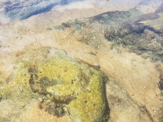 água cristalina, peixe, peixinho, natureza, areia, mar, praia,