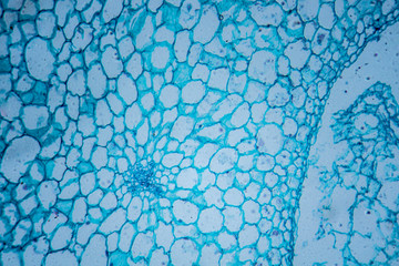 Microscopic image of tomato flesh cross-section