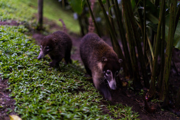 Two white-nosed coatis, costa rica