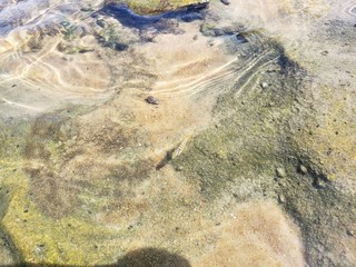 água cristalina, peixe, peixinho, natureza, areia, mar, praia,