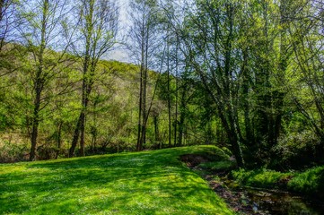 Fototapeta premium Rivage forestier