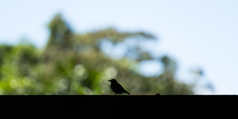 Silhouette of small bird