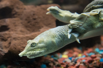 TrioniX turtle portrait close-up. Turtle under water. Close-up.