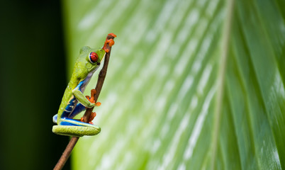 Red-eye tree frog on stick, macro close-up