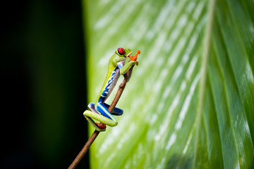 Red-eye tree frog on stick, macro close-up