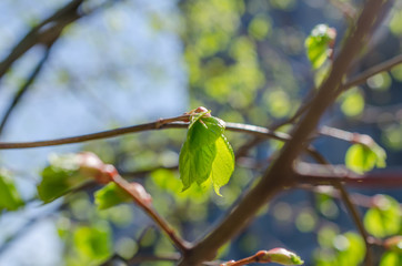 Close up shot of leaf emerging from bud on tree in spring with shallow depth of field. Concept of growth in nature.