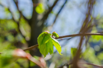 Close up shot of leaf emerging from bud on tree in spring with shallow depth of field. Concept of growth in nature.
