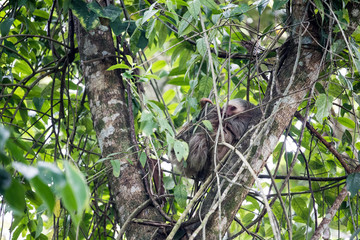 Two-toed sloth relaxing in tree