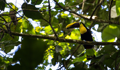 Black mandibled toucan on tree branch, close-up side profile with copy space