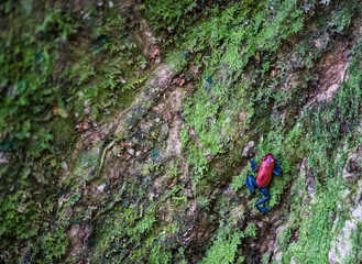 Blue jean frog on tree trunk, close up